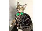 Oliver B, Domestic Shorthair For Adoption In Van Nuys, California