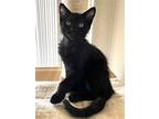 Sparky S, Domestic Shorthair For Adoption In Van Nuys, California
