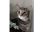 Charlie (nannette’s Kittens), Domestic Shorthair For Adoption In Lewis Center