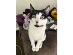 Panic, Domestic Shorthair For Adoption In West Hollywood, California