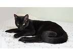 Brando, Domestic Shorthair For Adoption In West Palm Beach, Florida