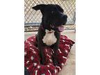 Tux, American Pit Bull Terrier For Adoption In Tonopah, Arizona