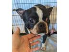 Alejandro, Boston Terrier For Adoption In Prole, Iowa