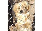 Jack Male Terrier, Norfolk Terrier For Adoption In Tonopah, Arizona