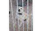 Queenie, Labrador Retriever For Adoption In Tonopah, Arizona