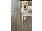 Brody-courtesy Listing, Labrador Retriever For Adoption In Larchmont, New York