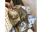 Adopt Moneypenny a Domestic Short Hair