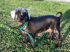 Priscilla, Terrier (unknown Type, Medium) For Adoption In Cape Coral, Florida