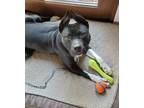 Aurora, American Pit Bull Terrier For Adoption In Reisterstown, Maryland