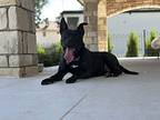 Quinn, American Staffordshire Terrier For Adoption In Richardson, Texas