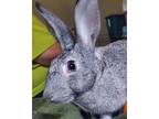 Adopt Mabon a Chinchilla