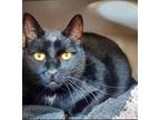 Eclipse, Domestic Shorthair For Adoption In Bloomsburg, Pennsylvania
