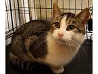 Pete, Domestic Shorthair For Adoption In Caro, Michigan