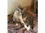 Tofu, Domestic Shorthair For Adoption In Mechanicsburg, Pennsylvania