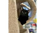 Bella, Domestic Shorthair For Adoption In Quincy, California