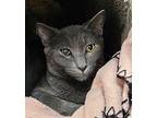 Kitten Hermes, Domestic Shorthair For Adoption In Seal Beach, California