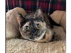 Shelley, Domestic Shorthair For Adoption In San Leandro, California