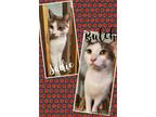 Adopt Sadie and Butch a Domestic Short Hair