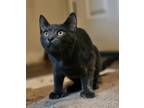 Scrabble, Domestic Shorthair For Adoption In Bloomsburg, Pennsylvania