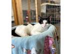 Patches, Domestic Shorthair For Adoption In Quincy, California