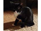 Shylie, Domestic Shorthair For Adoption In Quincy, California