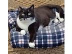 Bandit, Domestic Shorthair For Adoption In Quail Valley, California