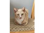 Mika, Domestic Shorthair For Adoption In New York, New York