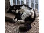 Minnie, Domestic Longhair For Adoption In Lake Waynoka, Ohio