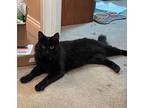 Merlin, Domestic Mediumhair For Adoption In San Leandro, California