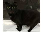 Clover, Domestic Shorthair For Adoption In Mechanicsburg, Pennsylvania