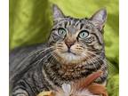 Felton, Domestic Shorthair For Adoption In Chattanooga, Tennessee
