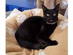 Orchid, Domestic Shorthair For Adoption In Seal Beach, California