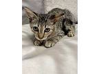 Kitten Dasom, Domestic Shorthair For Adoption In Miami, Florida
