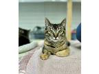Storm, Domestic Shorthair For Adoption In Quincy, California