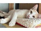 Jhin, American Shorthair For Adoption In Fullerton, California