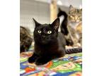 Mr. Black, Domestic Shorthair For Adoption In Quincy, California
