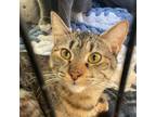 Adopt Sydney a Tabby, Domestic Short Hair