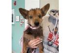 Monty, Terrier (unknown Type, Medium) For Adoption In Zionsville, Indiana