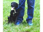 Lil Girl, Labrador Retriever For Adoption In Slidell, Louisiana