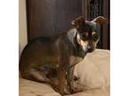 Gigi M, Miniature Pinscher For Adoption In Shadow Hills, California