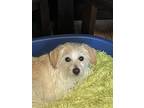 Parker, Terrier (unknown Type, Small) For Adoption In West Richland, Washington