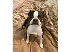 Princess Shedevil, Boston Terrier For Adoption In Mechanicsburg, Pennsylvania