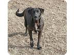 Amos, Labrador Retriever For Adoption In Savannah, Tennessee