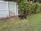 Z Courtesy Listing: Felix, Labrador Retriever For Adoption In Miami, Florida