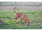 Oscar, Labrador Retriever For Adoption In Savannah, Tennessee