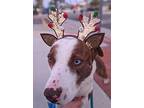 Sasha, American Pit Bull Terrier For Adoption In Huntington Beach, California