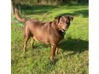 Zoey, Labrador Retriever For Adoption In Bloomsburg, Pennsylvania