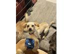 Blossom, Terrier (unknown Type, Small) For Adoption In West Richland, Washington