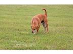 Dunkin, Terrier (unknown Type, Small) For Adoption In Savannah, Tennessee