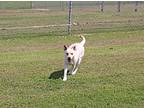 Velie, Labrador Retriever For Adoption In Savannah, Tennessee